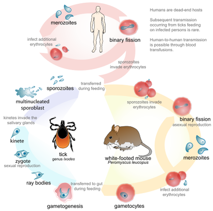 Cause of Babesiosis