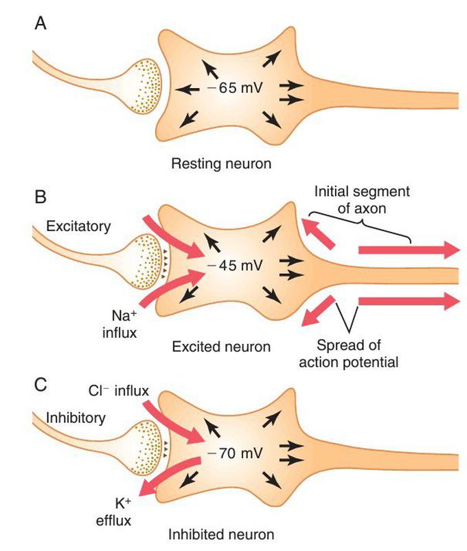 Three states of a neuron