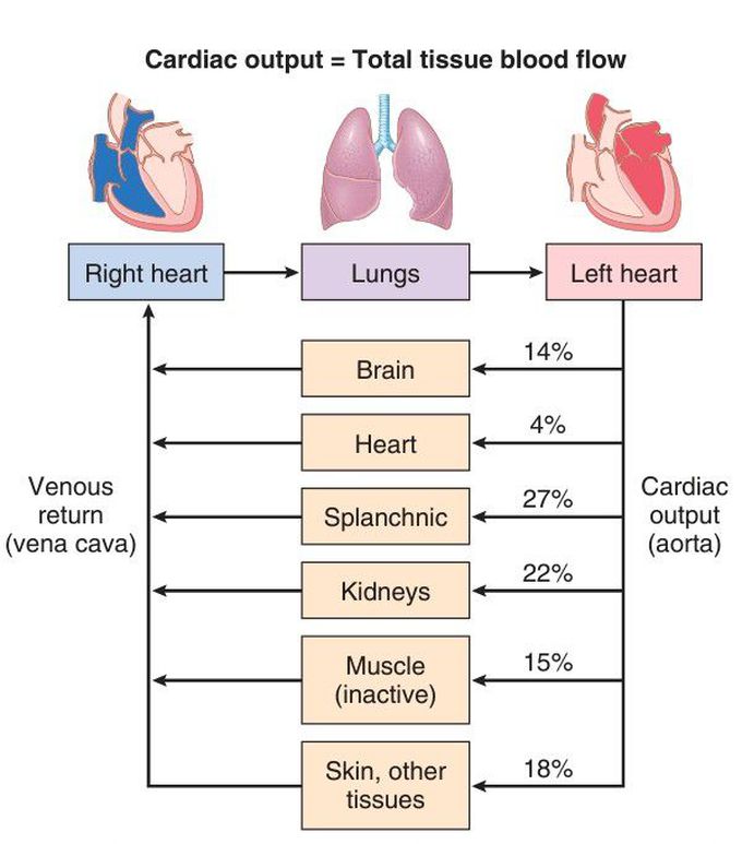 Cardiac output