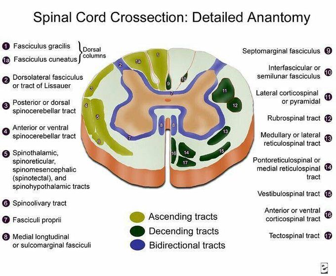 Spinal cord