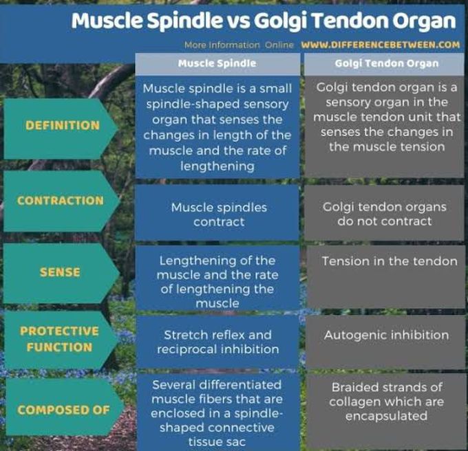 Muscle Spindle Vs Golgi Tendon Organ