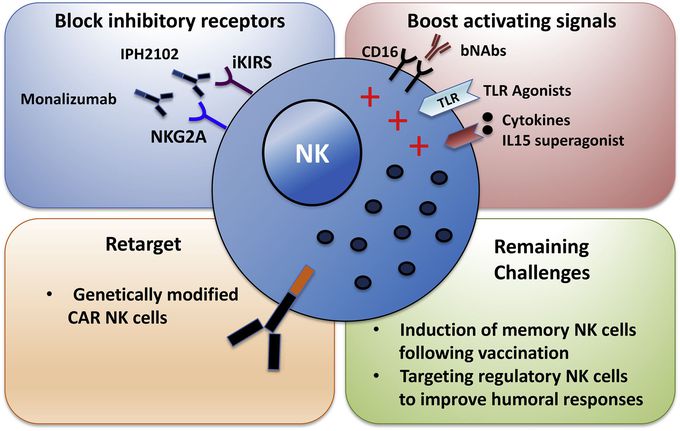 Natural killer (NK) cells play a key role in antiviral and tumour immunity. In the setting of HIV infection, accumulating evidence implicates NK cells as critical contributors to immune control of HIV. In particular, indirect NK cell-mediated antibody-dependent cellular cytotoxicity (ADCC) has been linked to vaccine-induced protective immunity against HIV infection and phenotypes of viral control.                  NK cells recognise stress signals, cancer transformation or infection with immediate effector function achieved via expression of a wide array of receptors and integration of finely attuned signals. In addition to cytotoxic elimination of target cells, NK cells are potent producers of cytokines and chemokines and can promote or suppress adaptive and innate immune responses.