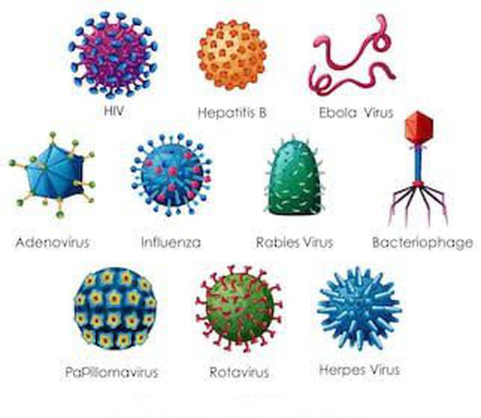 Viruses names with image