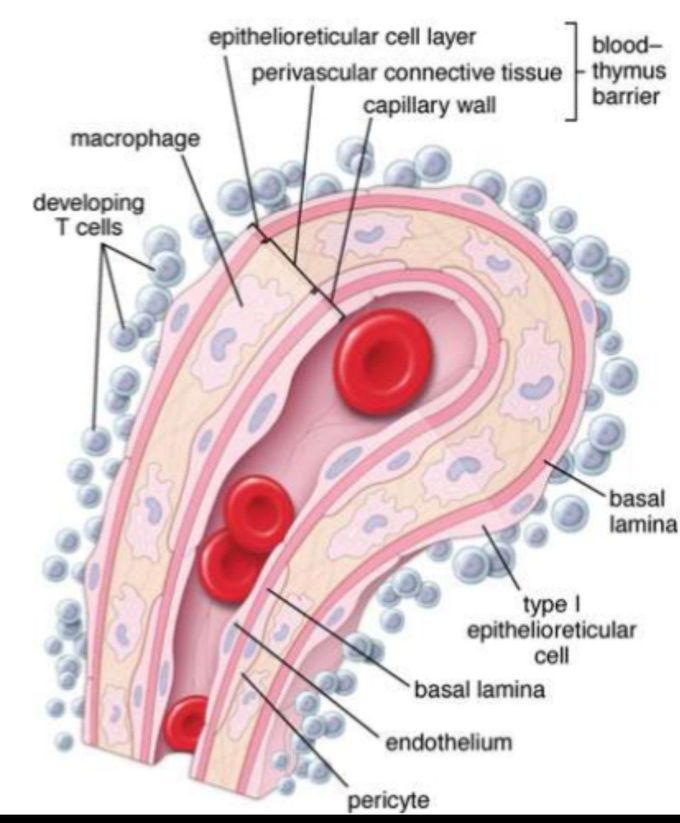 Blood -thymus barrier