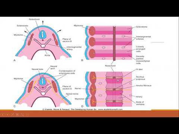 Vertebral Column -For Beginners