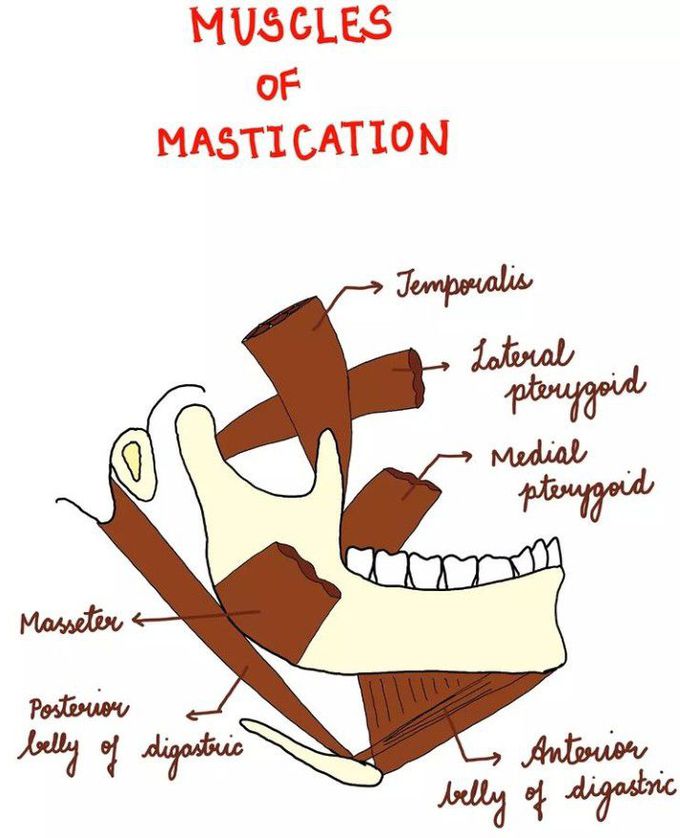 Muscles of mastication