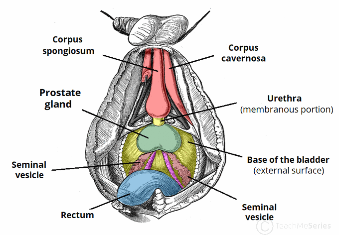 Prostate Anatomy