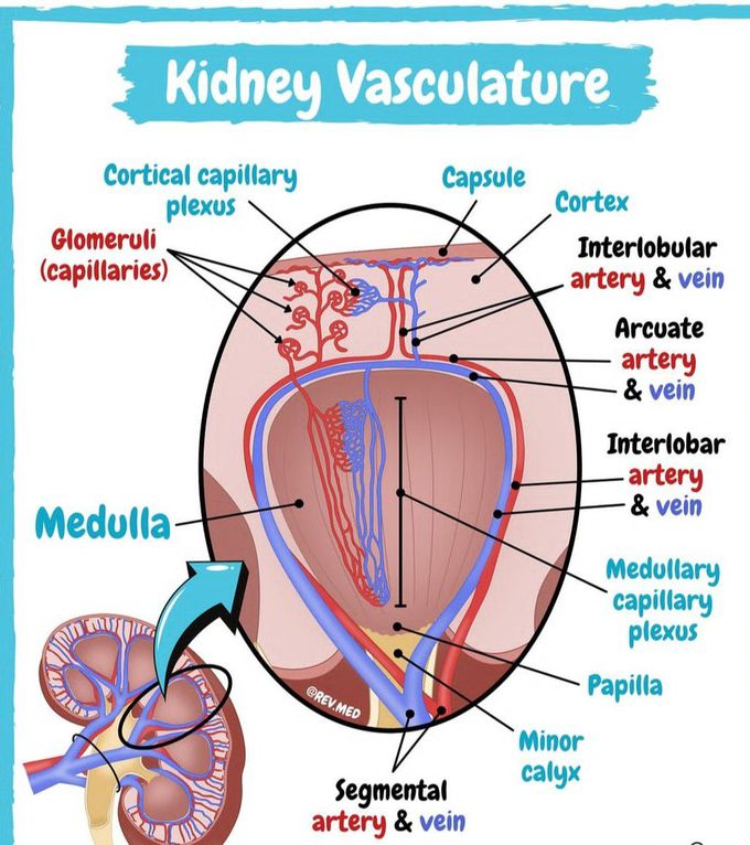 Kidney Vasculature