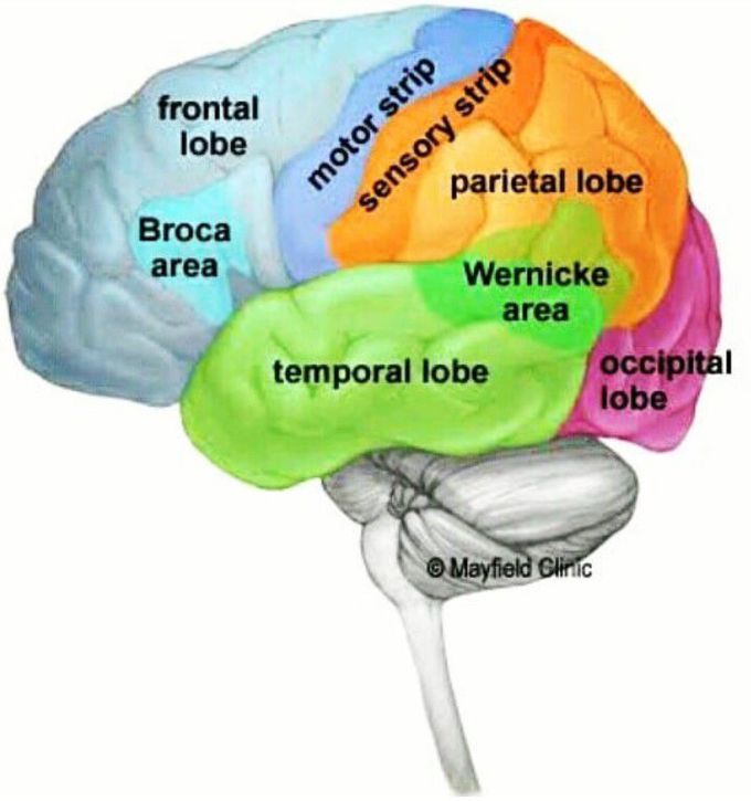 Human Brain parts