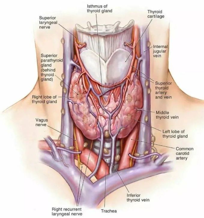 Thyroid Gland