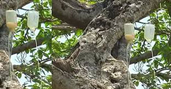 The Telangana forest department is administering saline treatment to a centuries-old tree in the Mahbubnagar district to save its life.(HT Photo)

Updated: Apr 19, 2018 07:36 IST

By Srinivasa Rao Apparasu, Hindustan Times, Hyderabad

The Telangana forest department is administering saline treatment to a centuries-old tree in the Mahbubnagar district of the state to save its life.

The tree — touted by the state forest authorities as the second largest banyan tree in the world — is located on the outskirts of Mahbubnagar and is spread over three acres. It is locally called ‘Pillalamarri’ (children’s Banyan tree). It was a major tourist attraction till December 2017, when it was shut down after authorities noticed it was crumbling.