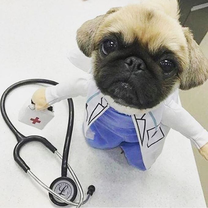 Dr.dog