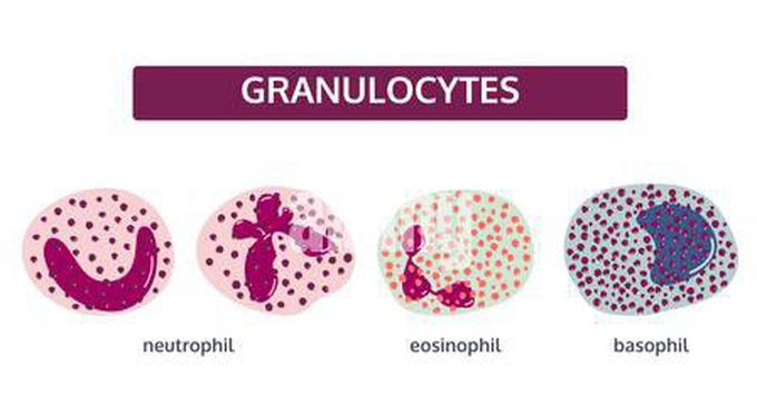 Granulocytes