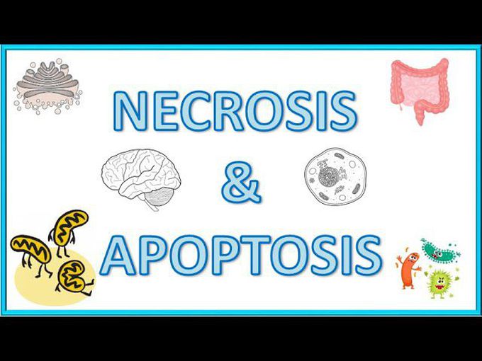 Cell Death - Apoptosis and Necrosis