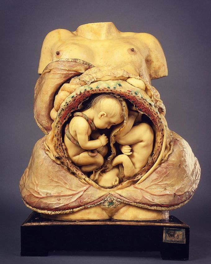 Inside of a pregnant woman