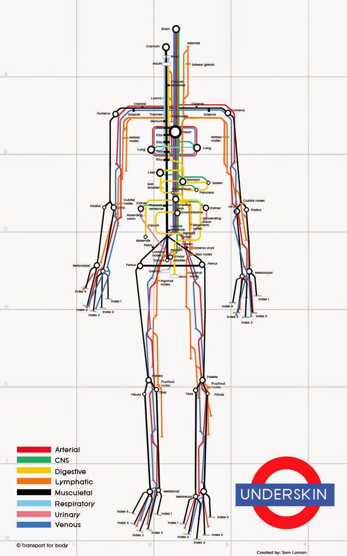 The human bodily systems as a transit map