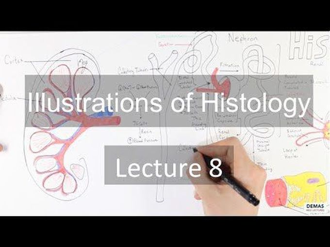 Renal System Histology: Introduction