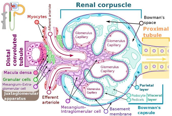 cells-at-renal-corpuscle-medizzy