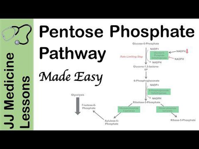 Pentose Phosphate Pathway (Overview)