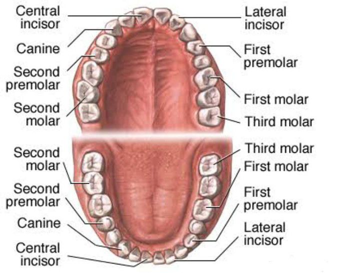 Dental Anatomy