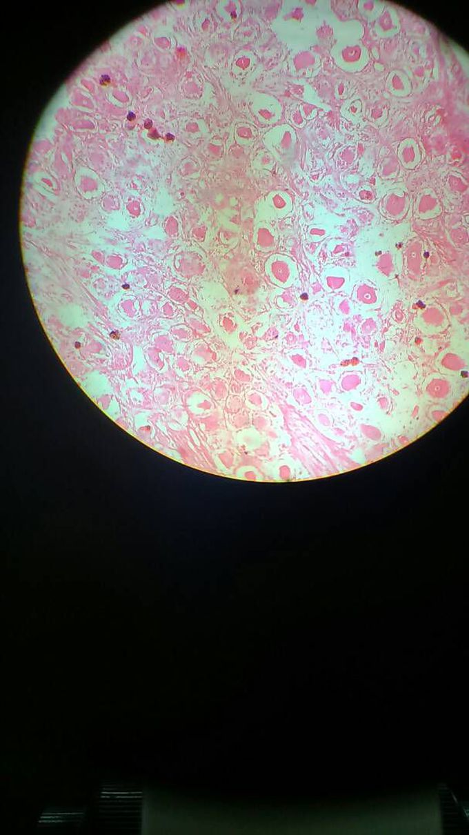 Histology