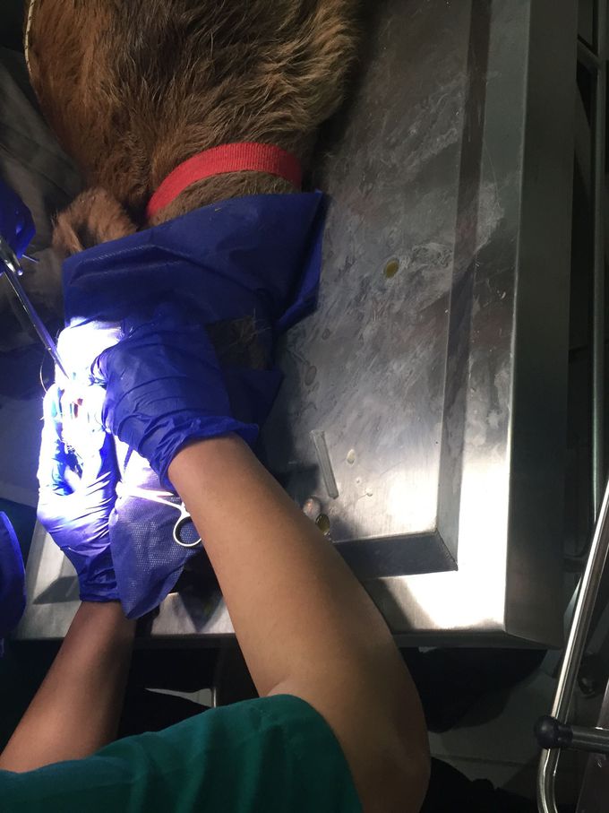 corneal dermoid surgery in calf 🐂