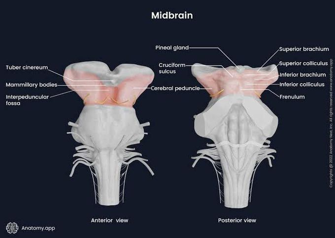 Midbrain Anatomy
