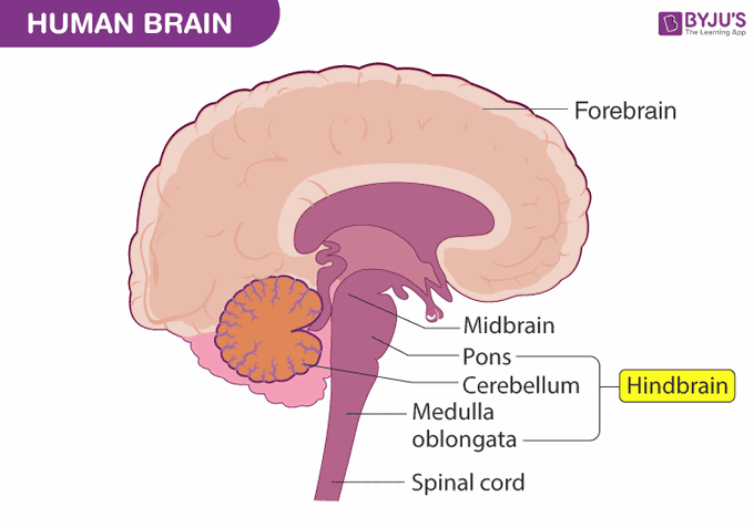 Hind brain