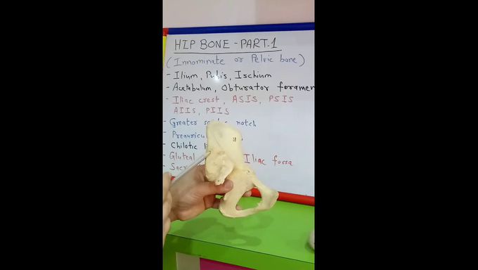 HIP BONE - PART 1 BY DR MITESH DAVE