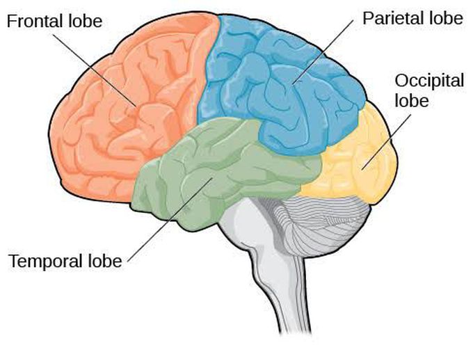 Lobes of cerebrum