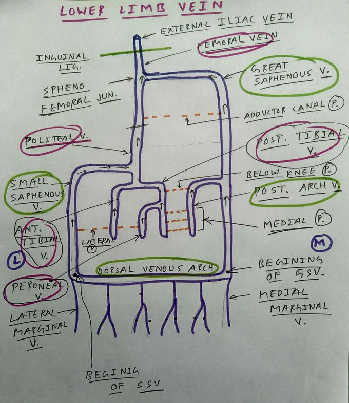 Veins of Lower Limb