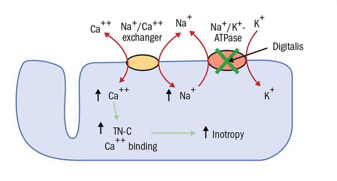 Digoxin mechanism  for heart failure