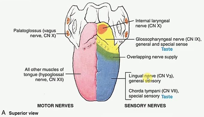 Innervations of Tongue