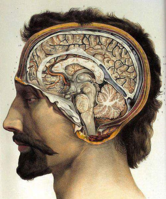 Awesome historical anatomy illustration.