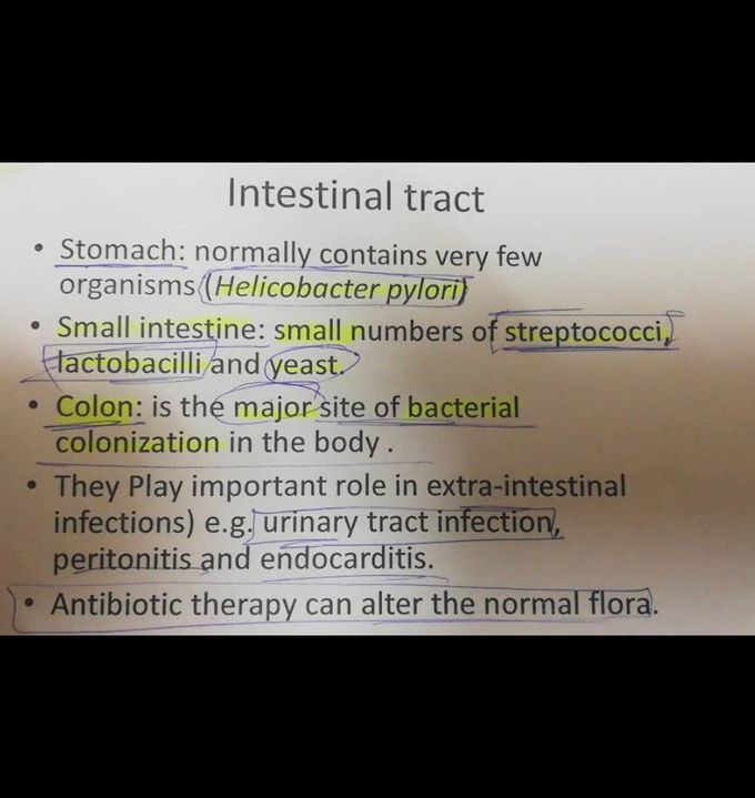 Bacteria of colon