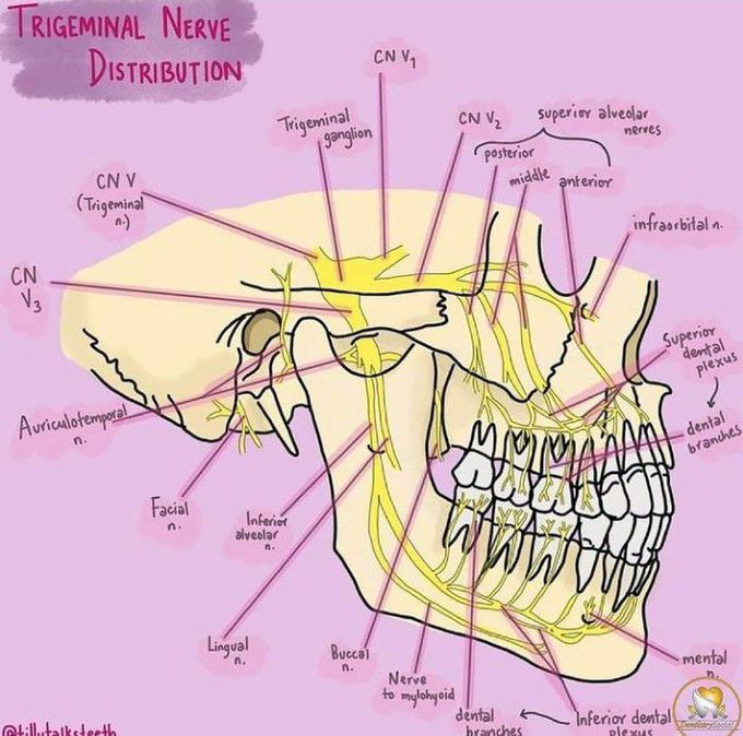 Trigeminal nerve distribution