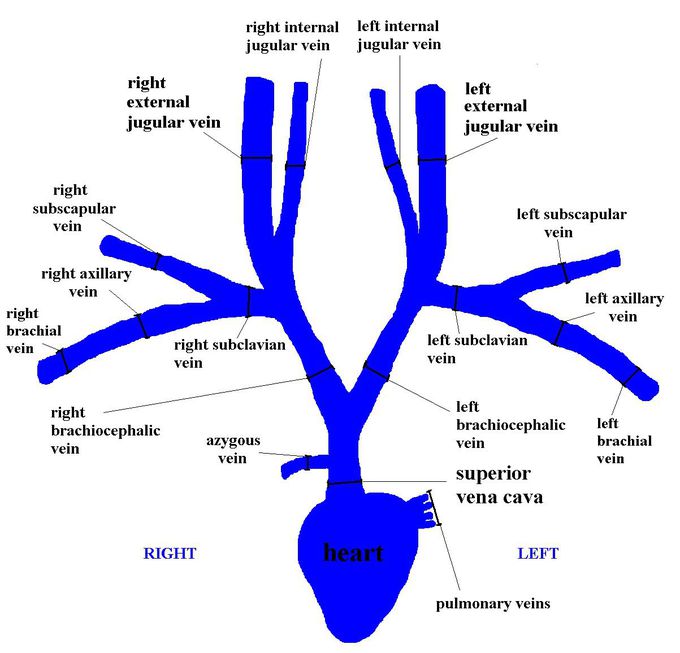 Heart diagram