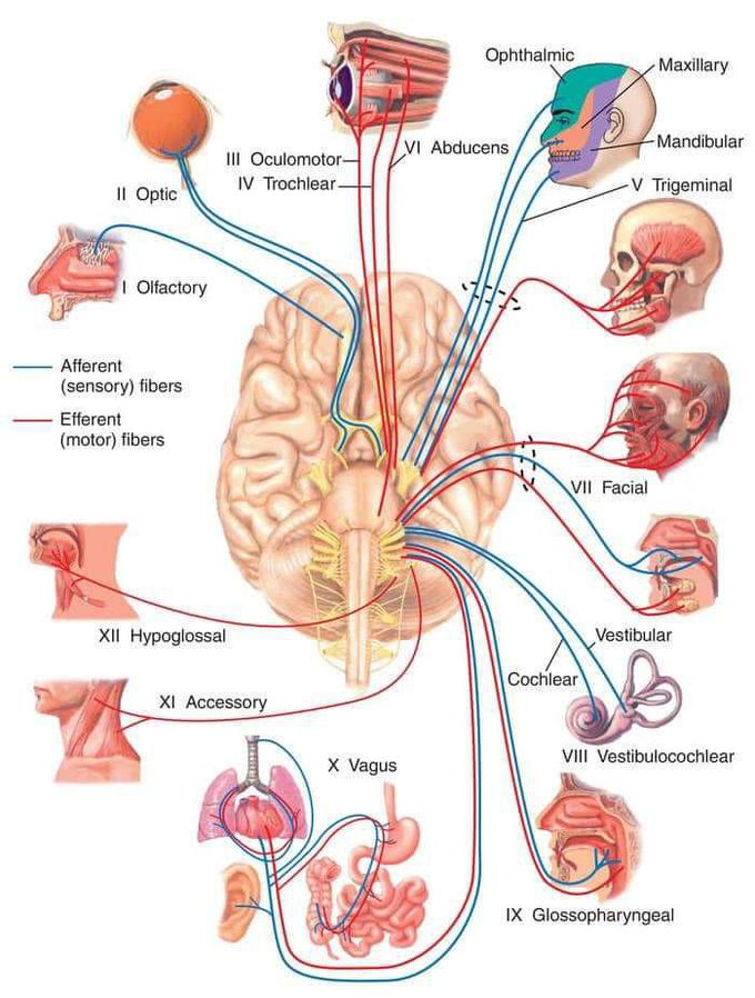 Cranial nerves