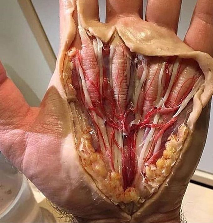 Hand anatomy