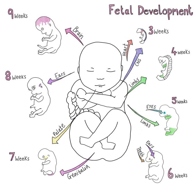 Fetal Development First Trimester