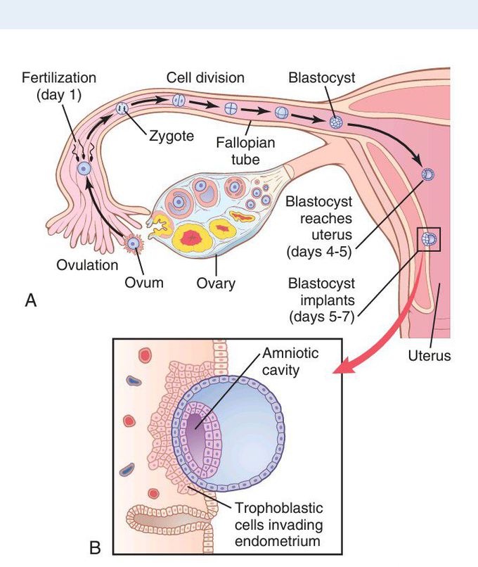 Ovulation