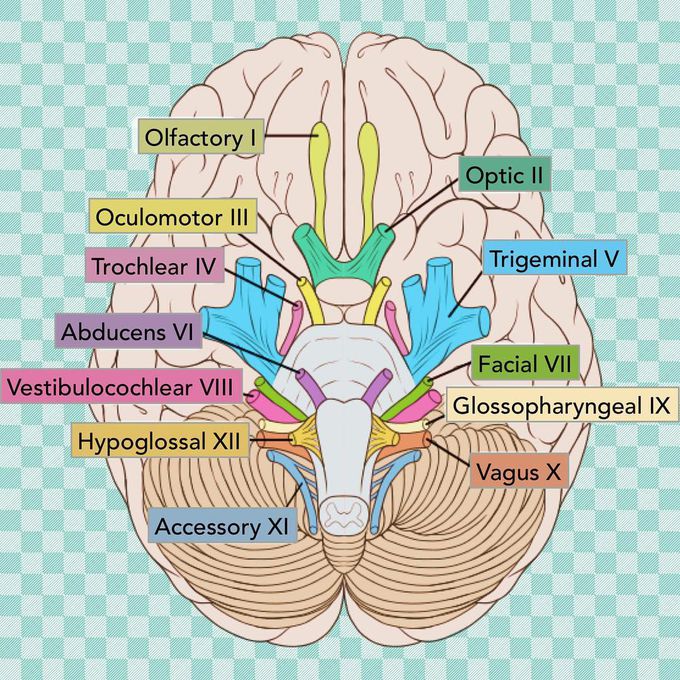Nerve