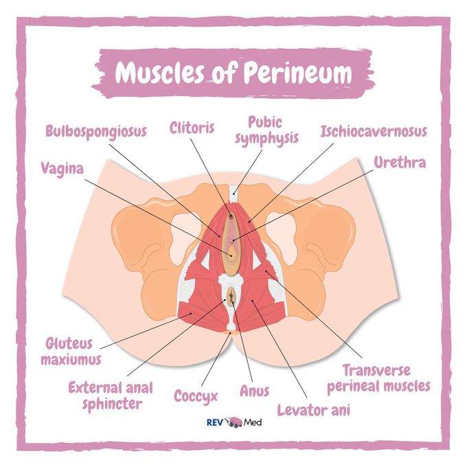 The Female Perineum