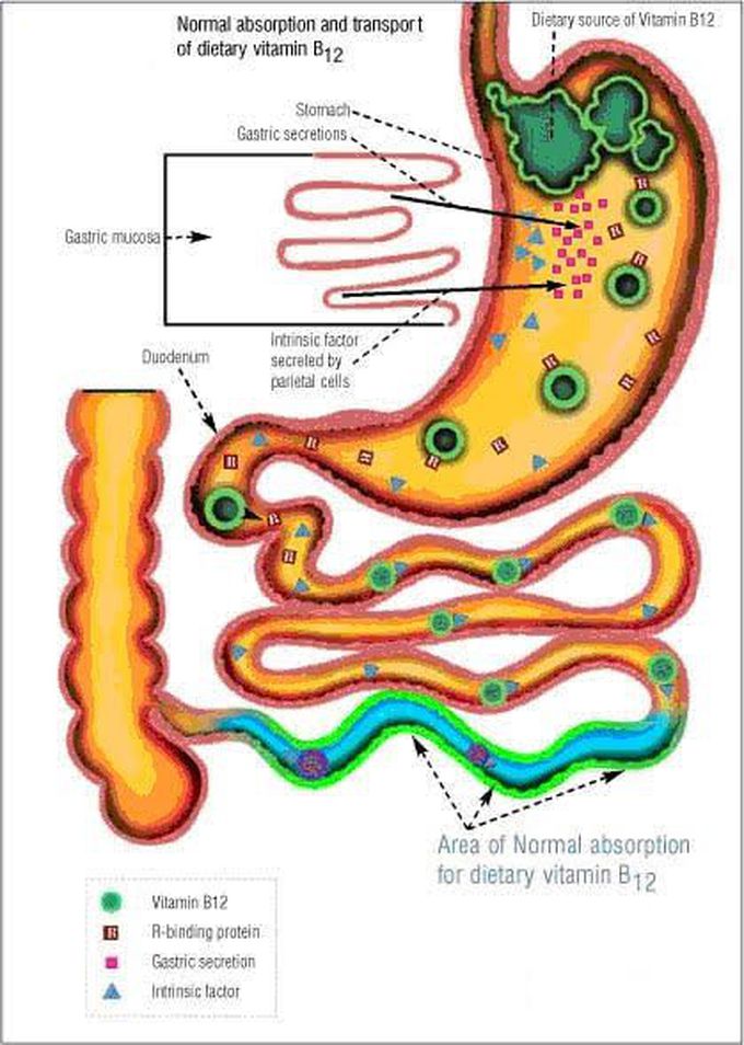 Vitamins and minerals absorption