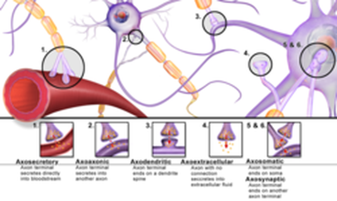 A Protein in Your Brain Behaves Like a Virus