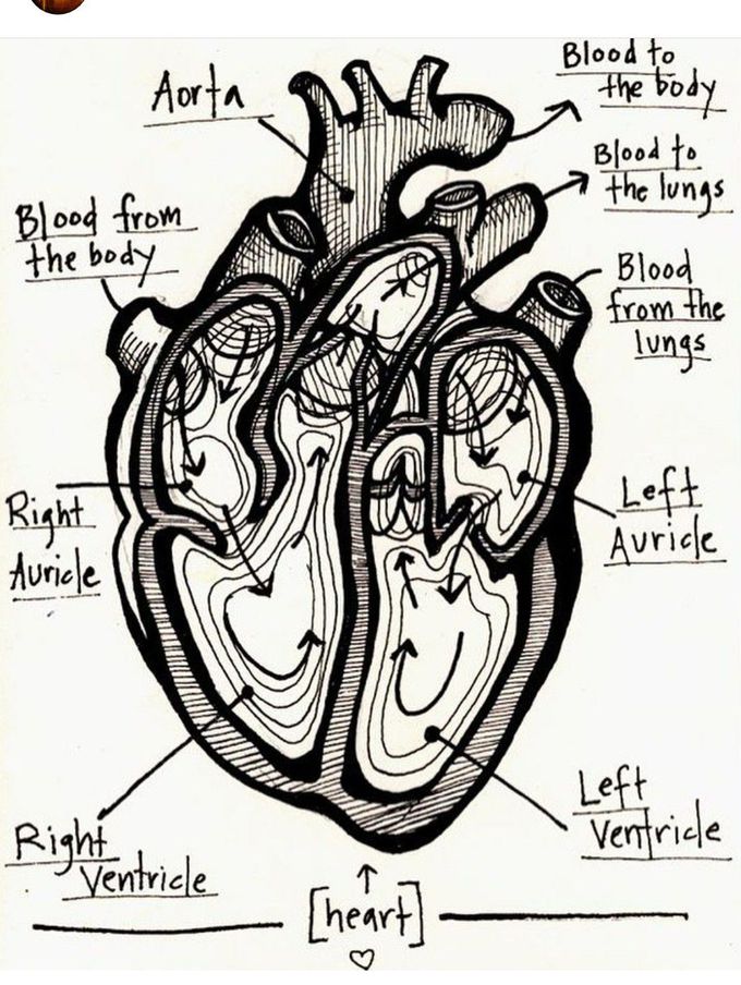 Heart