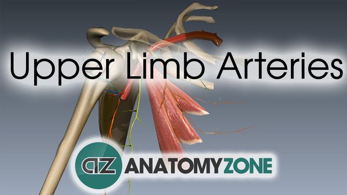 Upper Limb Arteries | 3D Anatomy Tutorial