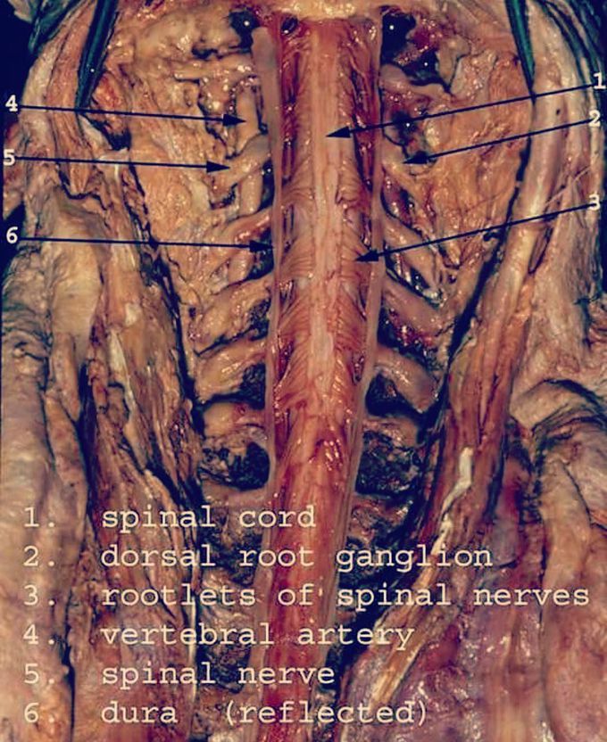 Spinal anatomy