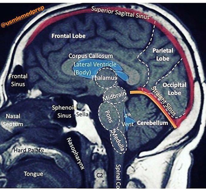 Brain structure