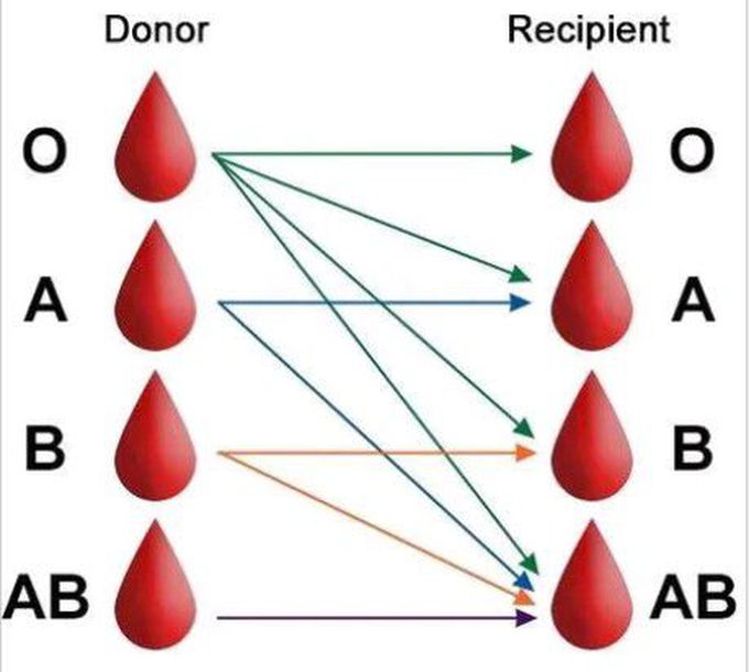 Blood Donor